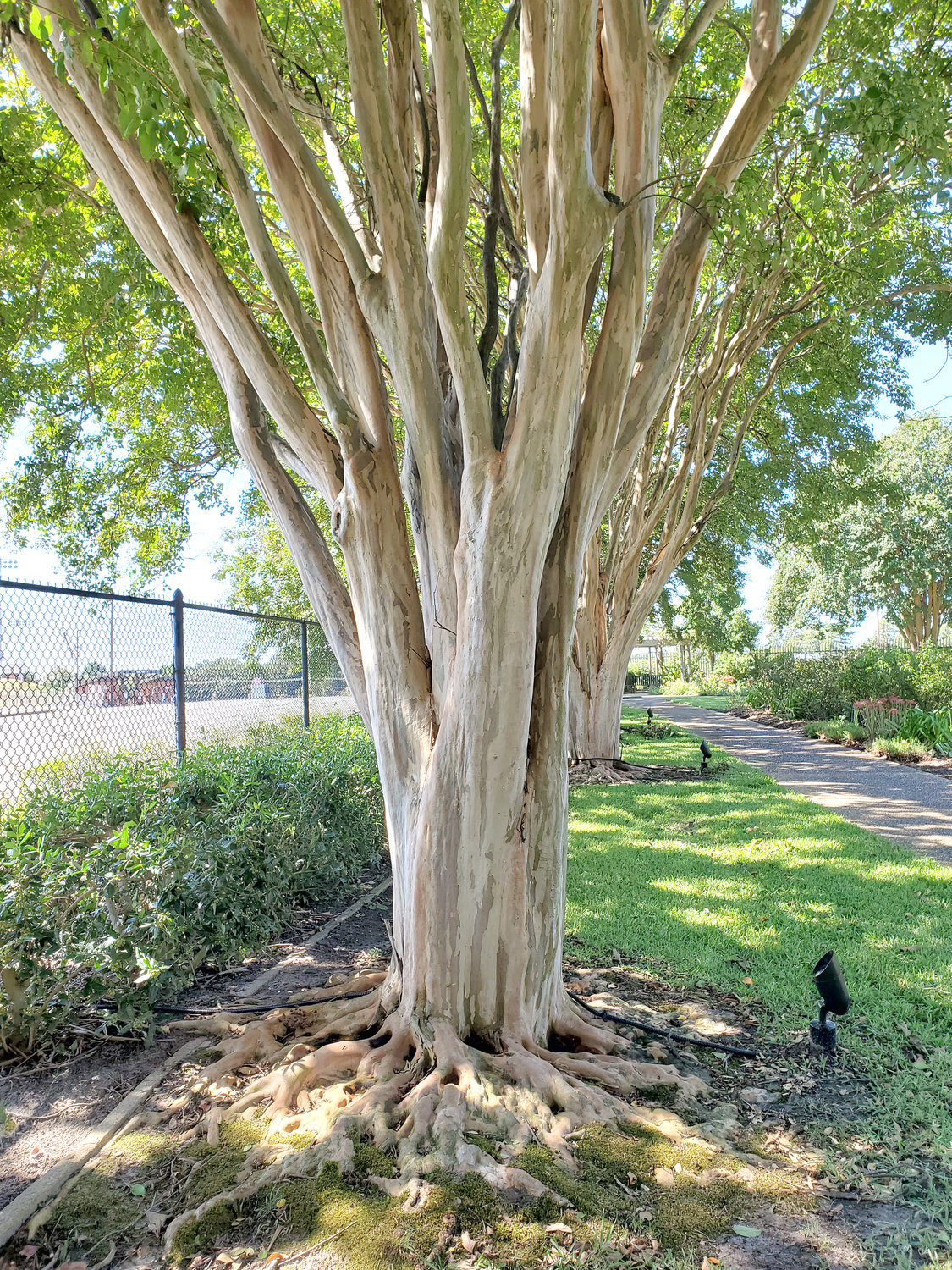 The crape myrtle showcases its root flare.